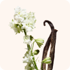 Scent Families desktop menu